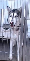 Shelter Stray Male Dog last seen BERRY / KING, 1419 Bryant St, San Francisco, CA 94103, USA