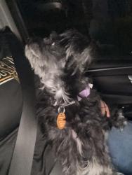 Reunited Female Dog last seen Bay coat drive, Richmond, VA 23223
