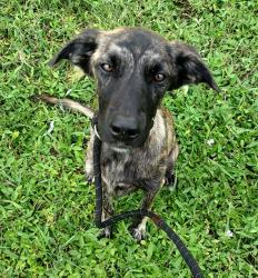 Shelter Stray Female Dog last seen Near BLOCK SW 10 CT, N LAUDERDALE FL 33068, 2400 SW 42nd St, Fort Lauderdale, FL 33312, USA