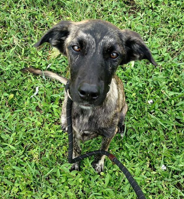Shelter Stray Female Dog last seen Near BLOCK SW 10 CT, N LAUDERDALE FL 33068, 2400 SW 42nd St, Fort Lauderdale, FL 33312, USA