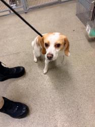 Shelter Stray Male Dog last seen WAKEFIELD WAY/TURTLE CREEK CT, 4522 W 3500 S, West Valley City, UT 84120, USA