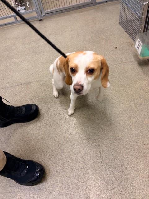 Shelter Stray Male Dog last seen WAKEFIELD WAY/TURTLE CREEK CT, 4522 W 3500 S, West Valley City, UT 84120, USA