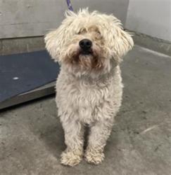 Shelter Stray Male Dog last seen , 600 Aviation Dr, Camarillo, CA 93010, USA