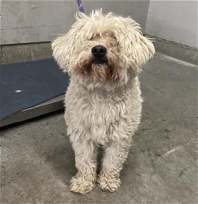 Shelter Stray Male Dog last seen , 600 Aviation Dr, Camarillo, CA 93010, USA