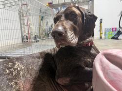 Found/Stray Female Dog last seen Rock springs road, Gwinnett County, GA 30043