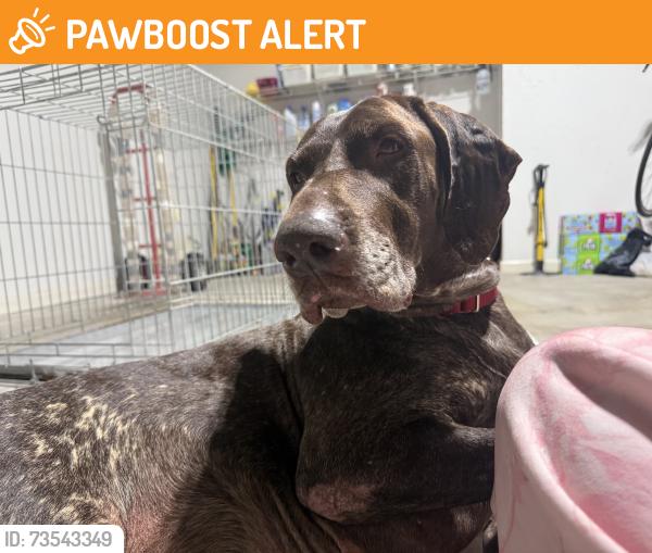 Found/Stray Female Dog last seen Rock springs road, Gwinnett County, GA 30043