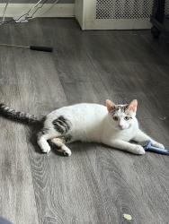 Reunited Male Cat last seen Mitchell and lapham, Milwaukee, WI 53215
