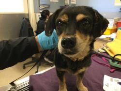 Shelter Stray Female Dog last seen Near BLOCK CROSS RIVER DR, JURUPA VALLEY, CA, 6851 Van Buren Boulevard, Jurupa Valley, CA 92509, USA