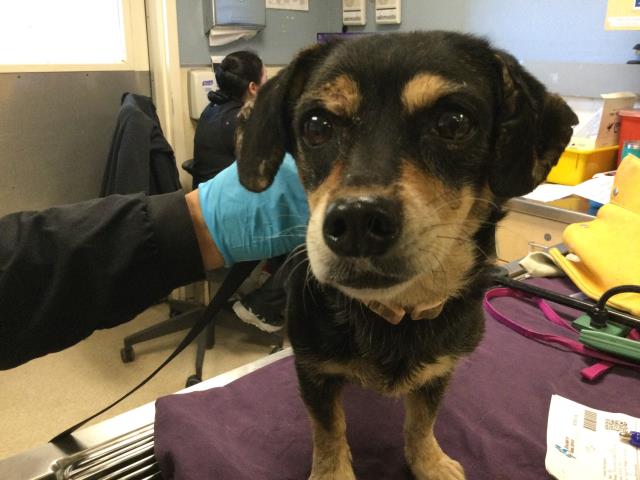 Shelter Stray Female Dog last seen Near BLOCK CROSS RIVER DR, JURUPA VALLEY, CA, 6851 Van Buren Boulevard, Jurupa Valley, CA 92509, USA