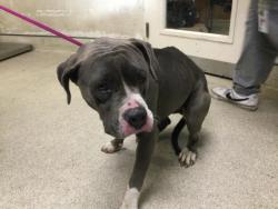 Shelter Stray Female Dog last seen Near BLOCK TERRAY CT, RIVERSIDE, CA, 6851 Van Buren Boulevard, Jurupa Valley, CA 92509, USA