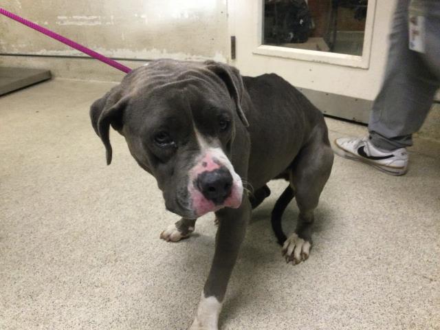 Shelter Stray Female Dog last seen Near BLOCK TERRAY CT, RIVERSIDE, CA, 6851 Van Buren Boulevard, Jurupa Valley, CA 92509, USA
