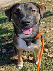 Shelter Stray Female Dog last seen SIELOFF DR/DUNN RD,63042, 10521 Baur Blvd, Olivette, MO 63132, USA