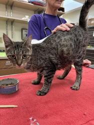 Shelter Stray Female Cat last seen Near BLOCK OF OLIVE, 10521 Baur Blvd, Olivette, MO 63132, USA