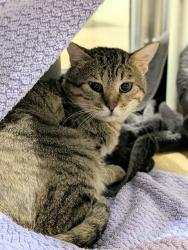 Shelter Stray Male Cat last seen ST CHARLES CO, 4850 Mid Rivers Mall Dr, St Peters, MO 63376, USA