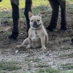 Reunited Female Dog last seen County Road 310, Cleburne, TX 76031