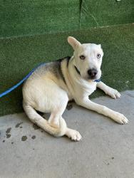 Shelter Stray Male Dog last seen , 5210 W Ave I, Lancaster, CA 93536, USA