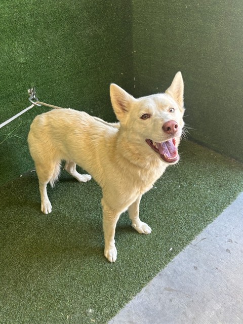 Shelter Stray Female Dog last seen , 5210 W Ave I, Lancaster, CA 93536, USA