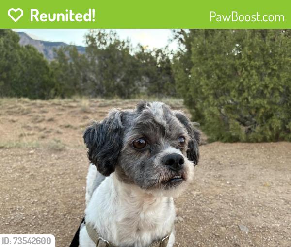 Reunited Male Dog last seen Cienega Equestrian Trailhead, Cedar Crest, NM 87008