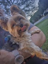 Reunited Male Dog last seen Oakside Dr, Arlington, TX 76016, USA, Arlington, TX 76016