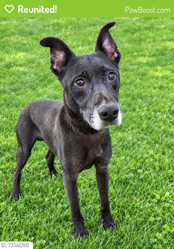 Reunited Female Dog last seen Near northmont Drive, verona pa, Verona, PA 15147