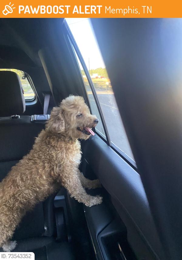 Found/Stray Unknown Dog last seen Memphis, Memphis, TN 38103