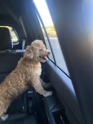 Found/Stray Unknown Dog last seen Memphis, Memphis, TN 38103