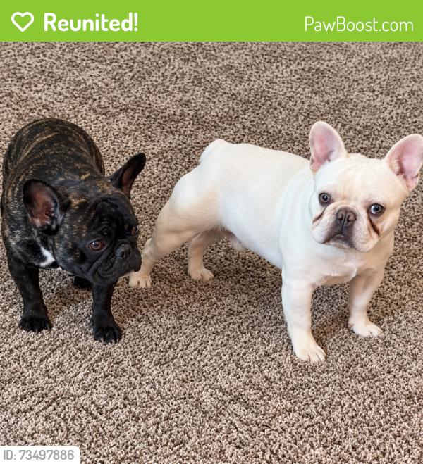 Reunited Unknown Dog last seen Hanover and 57th St, Albuquerque, NM 87120