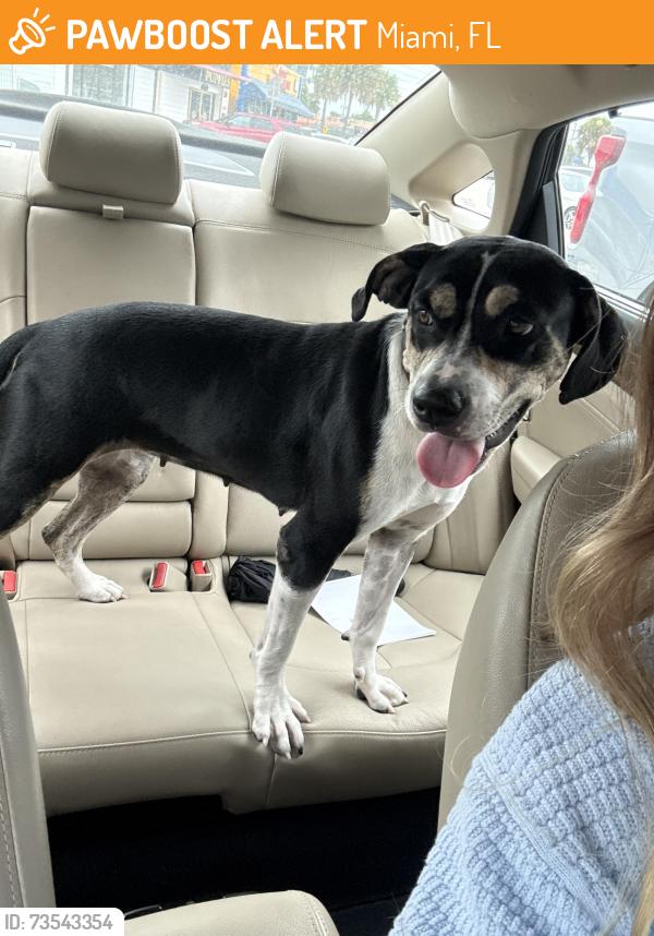 Found/Stray Female Dog last seen Tamiami Blvd and SW 72nd Ave, Miami, FL 33144