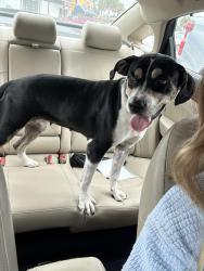 Found/Stray Female Dog last seen Tamiami Blvd and SW 72nd Ave, Miami, FL 33144