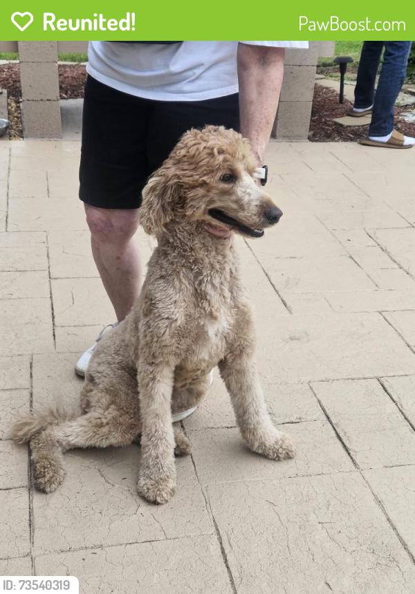 Reunited Unknown Dog last seen BEHIND THE WALK, Coral Springs, FL 33065