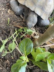 Reunited Male Reptile last seen 153rd St, Lawndale, CA 90260, USA, Lawndale, CA 90260