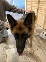 Reunited Female Dog last seen Interurban road, Saanich, BC V9E 2B6