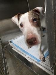 Shelter Stray Female Dog last seen , West Valley Animal Shelter, 20655 Plummer St, Chatsworth, CA 91311, USA