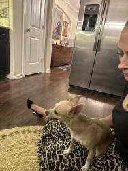 Reunited Male Dog last seen Sundown Peak Ct and Upper Ridge Ln, Humble, TX 77346