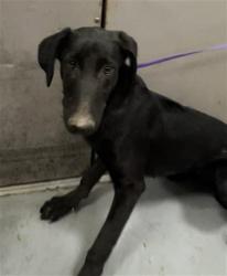 Shelter Stray Male Dog last seen Near BLOCK SIMPSON RD, WINCHESTER, CA, 581 S Grand Ave, San Jacinto, CA 92582, USA