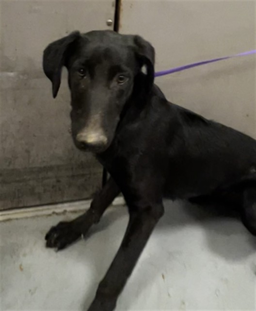 Shelter Stray Male Dog last seen Near BLOCK SIMPSON RD, WINCHESTER, CA, 581 S Grand Ave, San Jacinto, CA 92582, USA