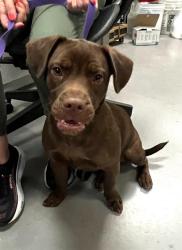 Shelter Stray Male Dog last seen Near BLOCK SAN JUAN DR, HEMET CA 92543, 581 S Grand Ave, San Jacinto, CA 92582, USA