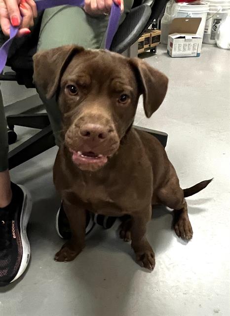 Shelter Stray Male Dog last seen Near BLOCK SAN JUAN DR, HEMET CA 92543, 581 S Grand Ave, San Jacinto, CA 92582, USA
