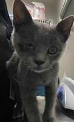 Shelter Stray Female Cat last seen Near BLOCK BUSHY TAIL TRL, SAN JACINTO CA 92583, 581 S Grand Ave, San Jacinto, CA 92582, USA