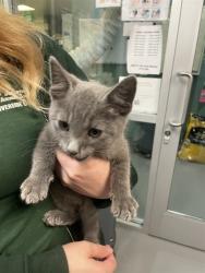 Shelter Stray Male Cat last seen Near BLOCK E MAIN ST, SAN JACINTO CA 92583, 581 S Grand Ave, San Jacinto, CA 92582, USA