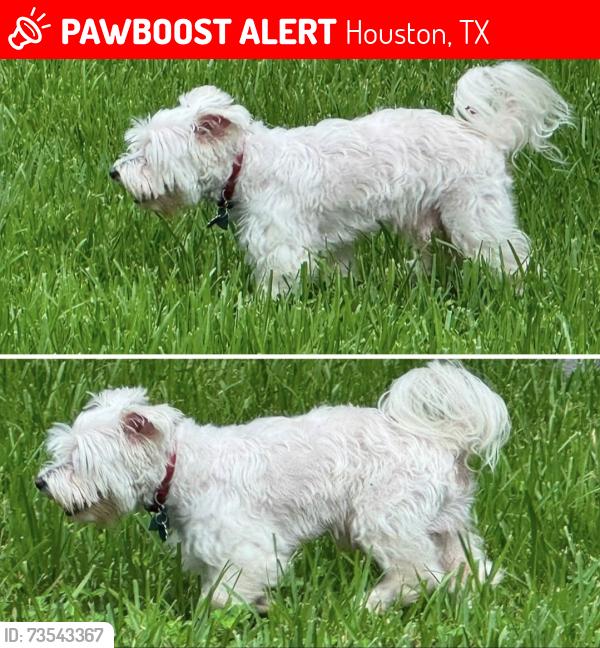Lost Male Dog last seen Hohldale Street, Houston, TX 77091