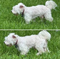 Lost Male Dog last seen Hohldale Street, Houston, TX 77091