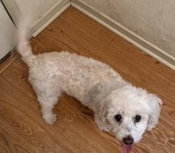 Reunited Female Dog last seen Willow Park, Anaheim, CA 92802