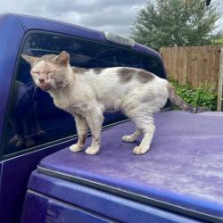 Shelter Stray Male Cat last seen Near BLOCK OF CRANE AVE, 4710 TX-151, San Antonio, TX 78227, USA