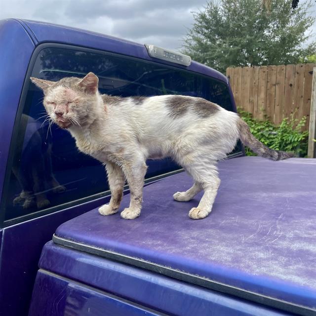Shelter Stray Male Cat last seen Near BLOCK OF CRANE AVE, 4710 TX-151, San Antonio, TX 78227, USA