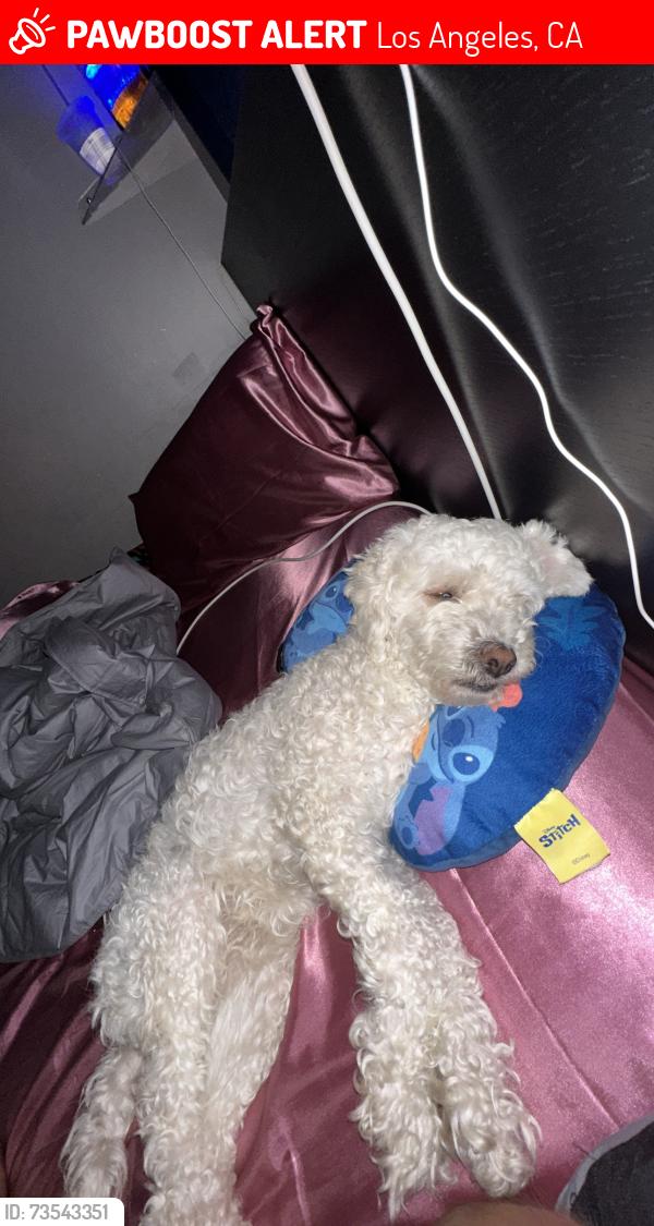 Lost Female Dog last seen Gain street & and Canterbury street near terra Bella Main Street, Los Angeles, CA 91331