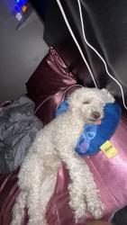 Lost Female Dog last seen Gain street & and Canterbury street near terra Bella Main Street, Los Angeles, CA 91331