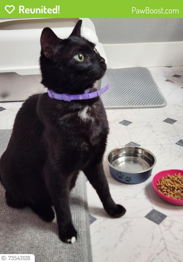 Reunited Female Cat last seen NW 185th Ave & Walker Rd Beaverton, Beaverton, OR 97006