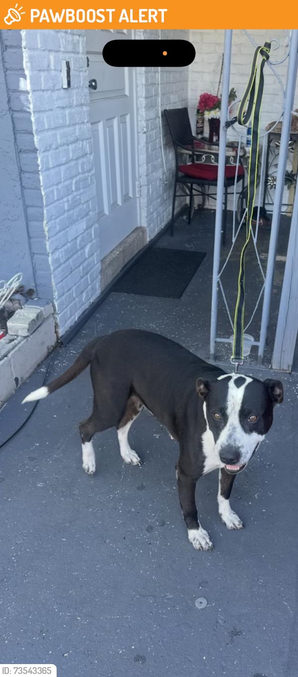 Found/Stray Female Dog last seen 50th Street and Causeway Boulevard, TaNos, Palm River-Clair Mel, FL 33619