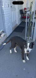 Found/Stray Female Dog last seen 50th Street and Causeway Boulevard, TaNos, Palm River-Clair Mel, FL 33619